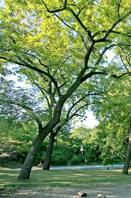 Schwarzwalnuss-Baum vom Boden aus gesehen, hellgrünes Blätterwerk über dunkelbraunen Ästen